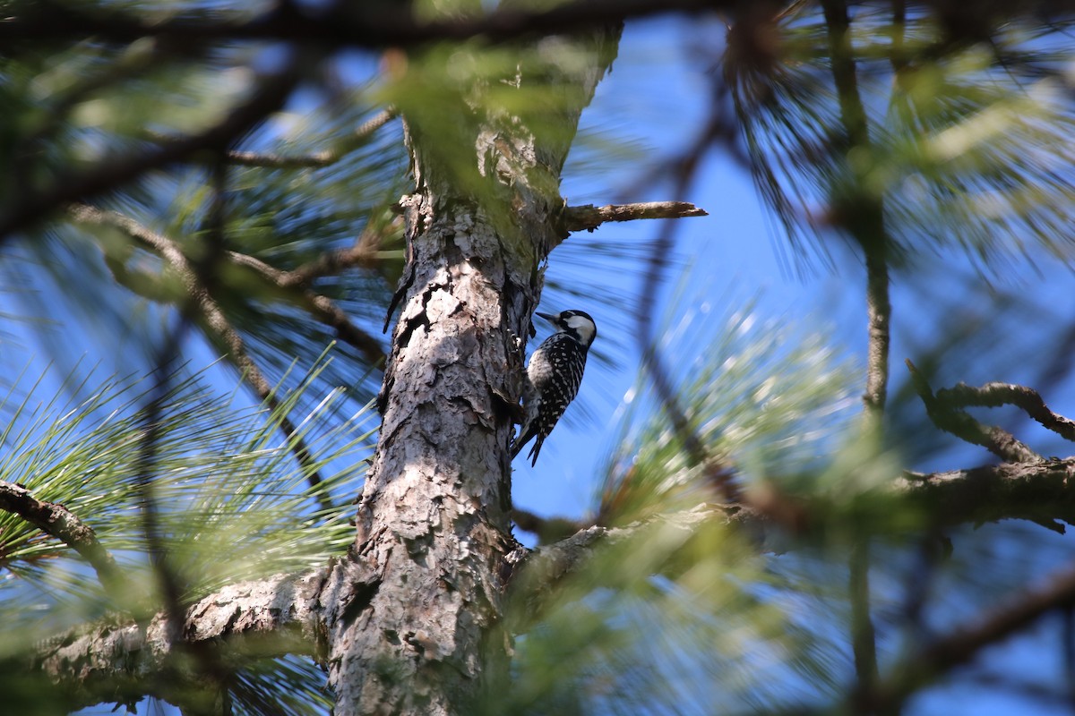 Red-cockaded Woodpecker - ML643912713