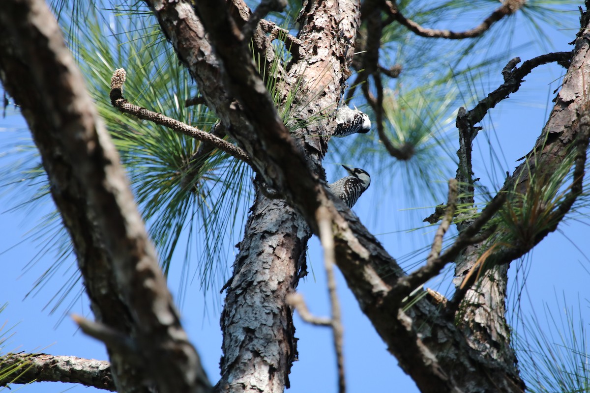 Red-cockaded Woodpecker - ML643912714