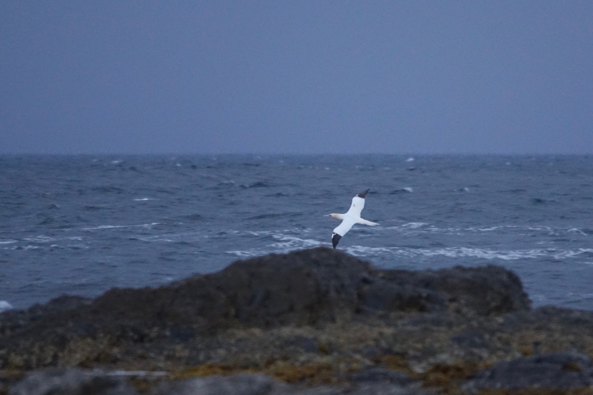 Northern Gannet - ML643912736