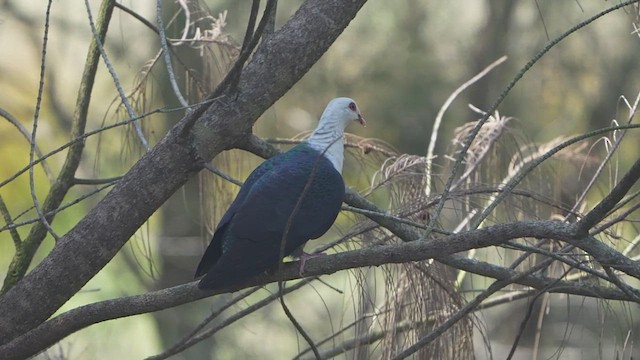 White-headed Pigeon - ML643912737
