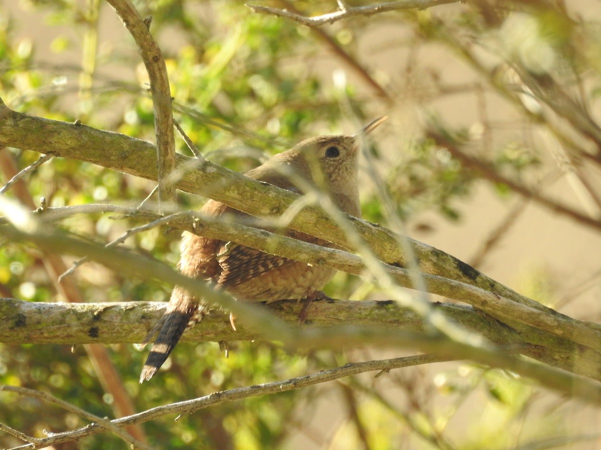 Northern House Wren (Northern) - ML643912738