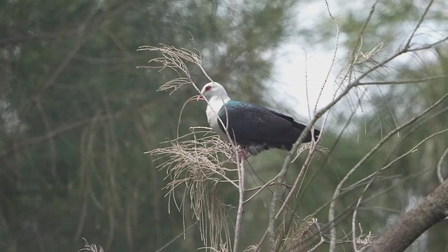 White-headed Pigeon - ML643912739