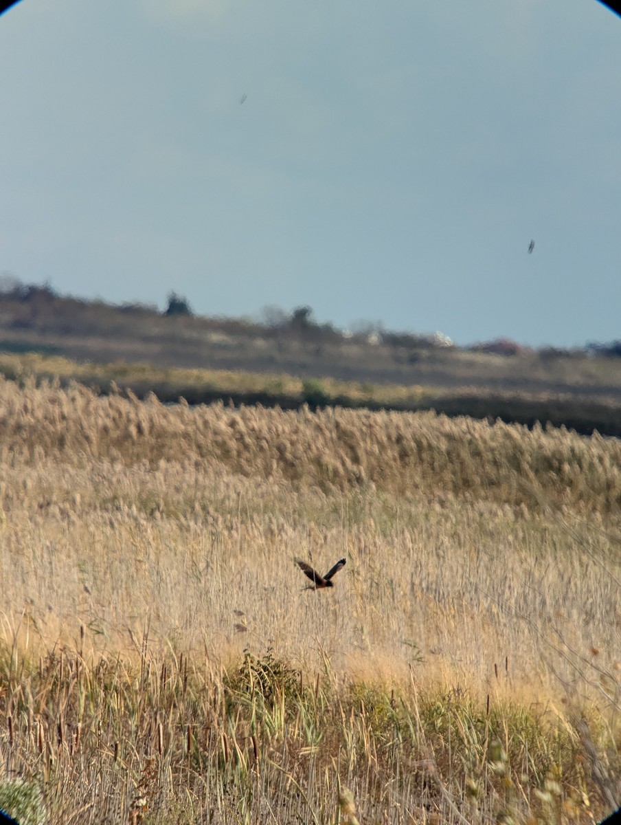 Northern Harrier - ML643912747