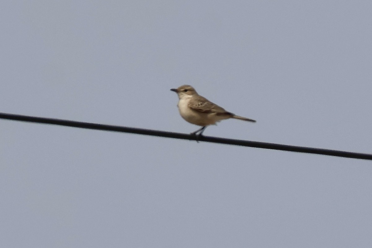 Chat Flycatcher - ML643912749