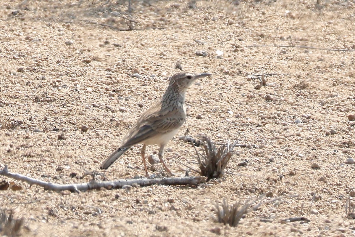 Karoo Long-billed Lark (Benguela) - ML643912756