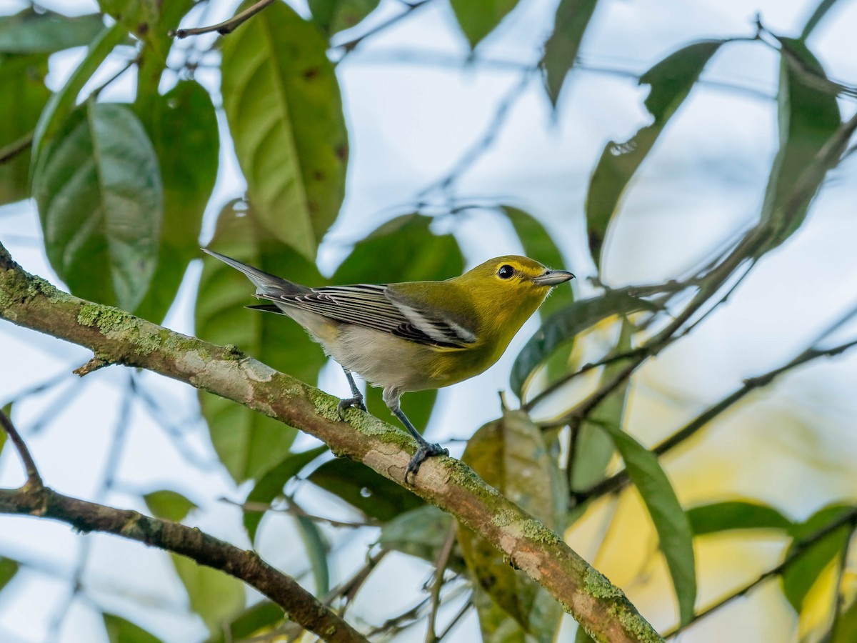 Yellow-throated Vireo - ML643912767