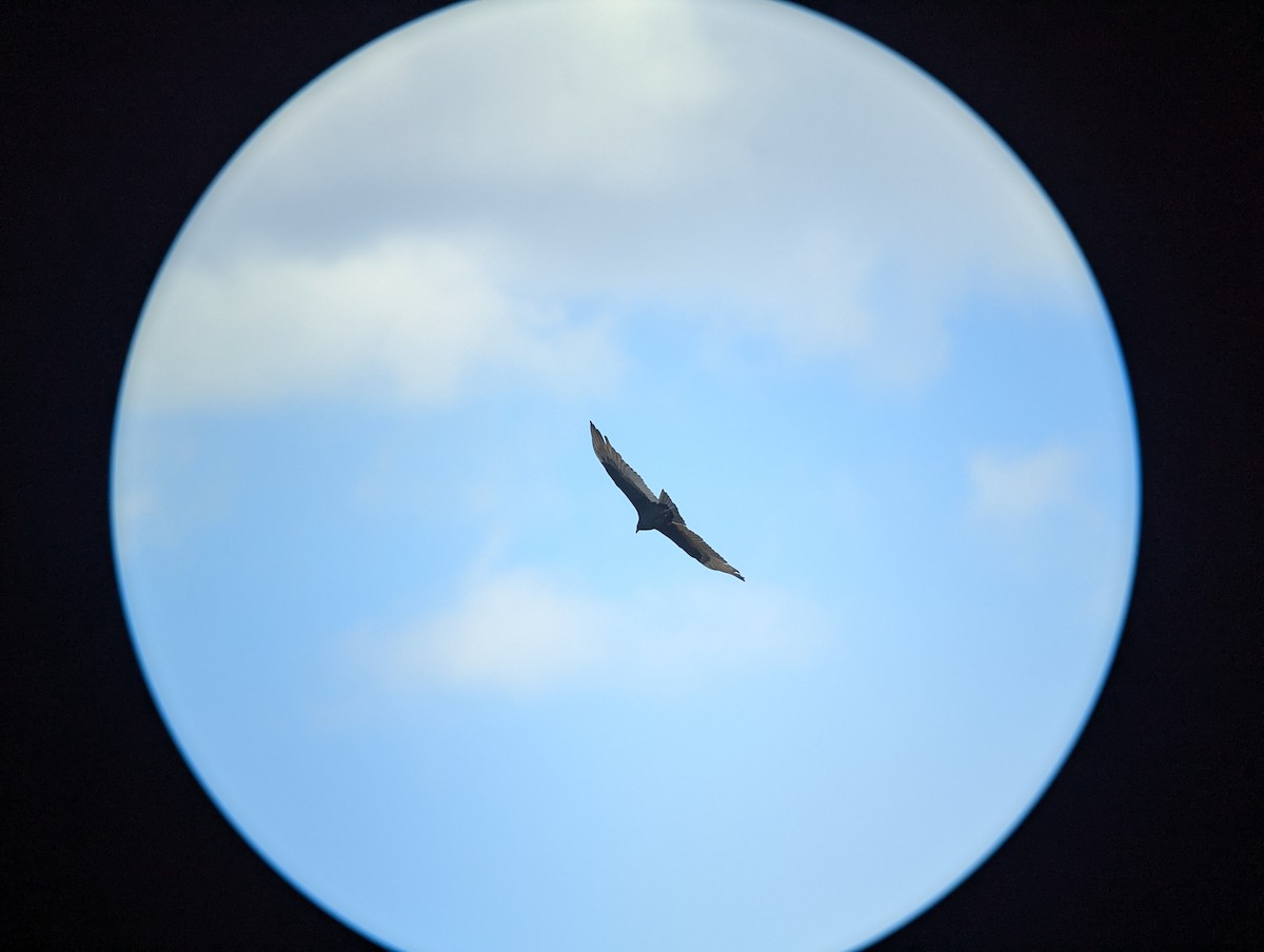 Turkey Vulture - ML643912772
