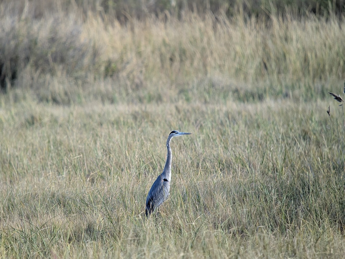Great Blue Heron - ML643912781
