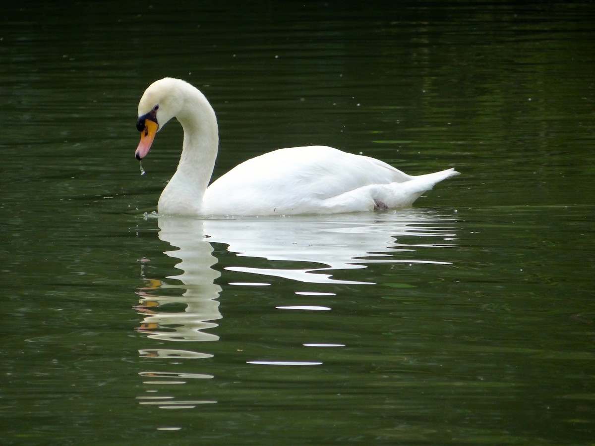 Cigno reale - ML643912789