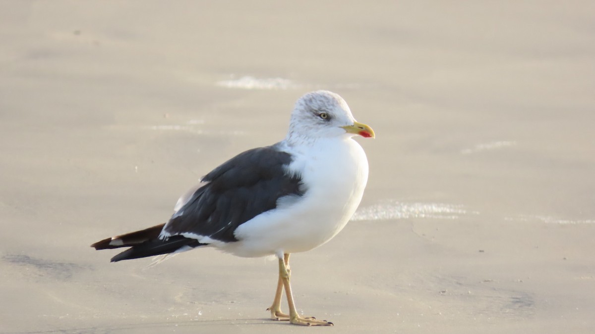 Lesser Black-backed Gull - ML643912793