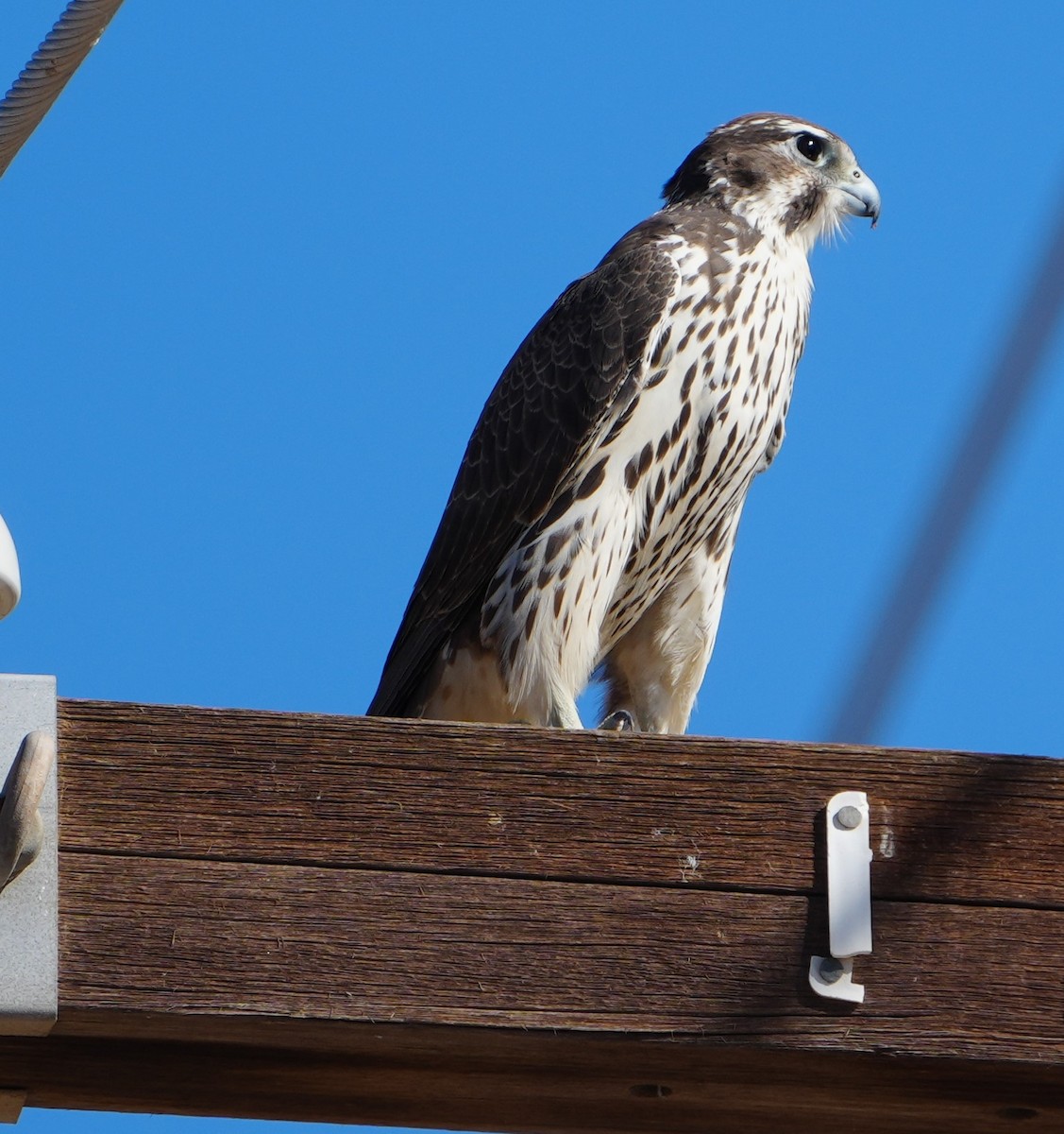 Prairie Falcon - ML643912795