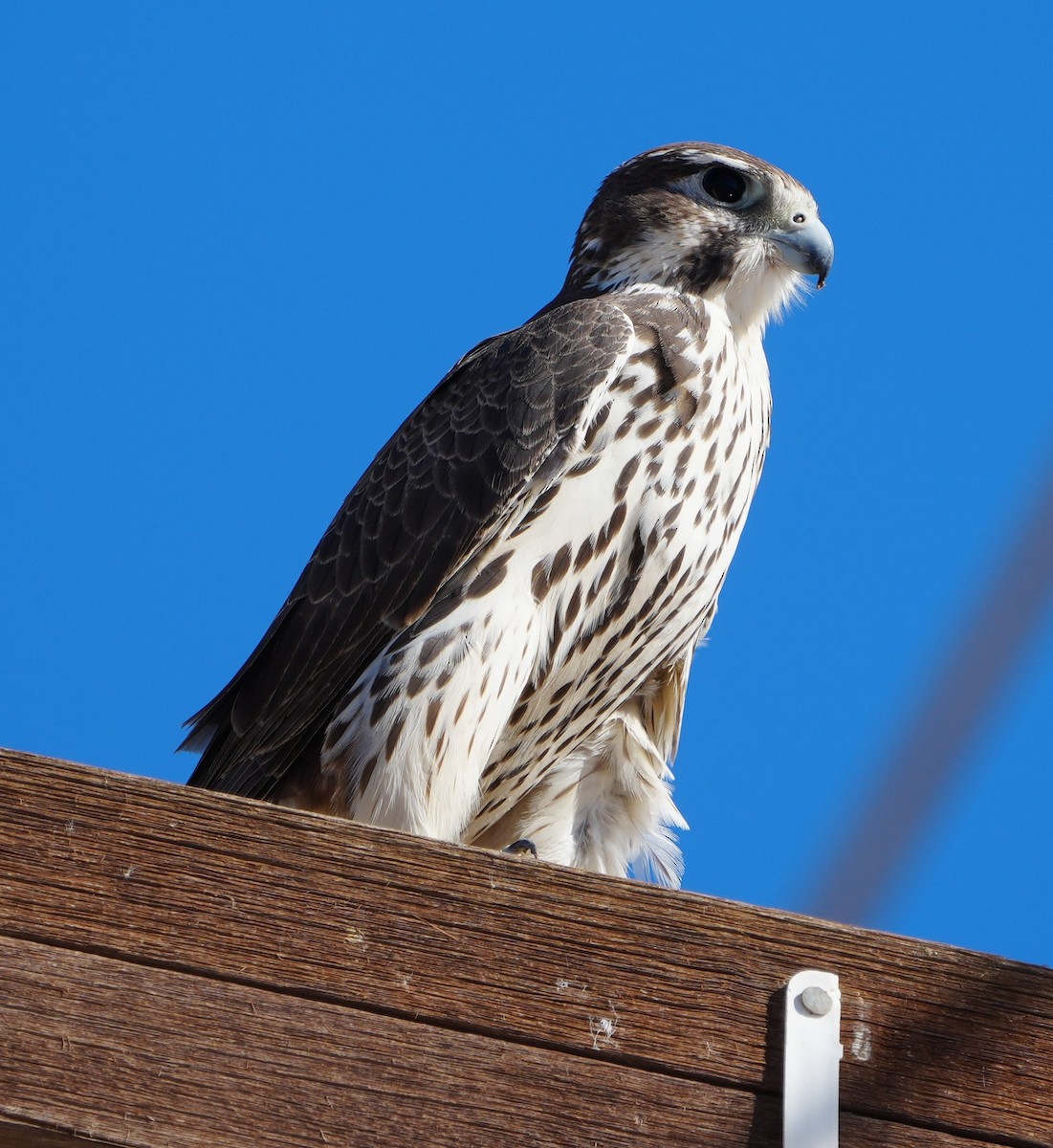 Prairie Falcon - ML643912797