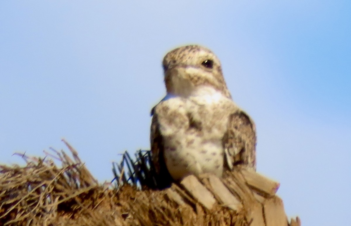 Sand-colored Nighthawk - ML643912802