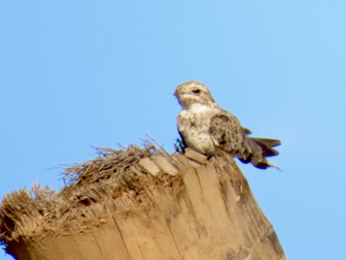 Sand-colored Nighthawk - ML643912803