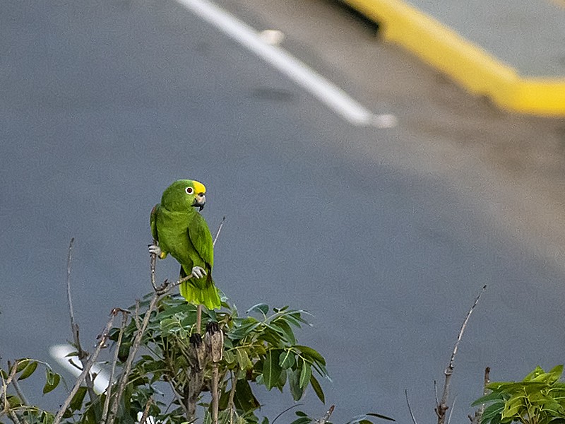 Yellow-crowned Amazon - ML643912808
