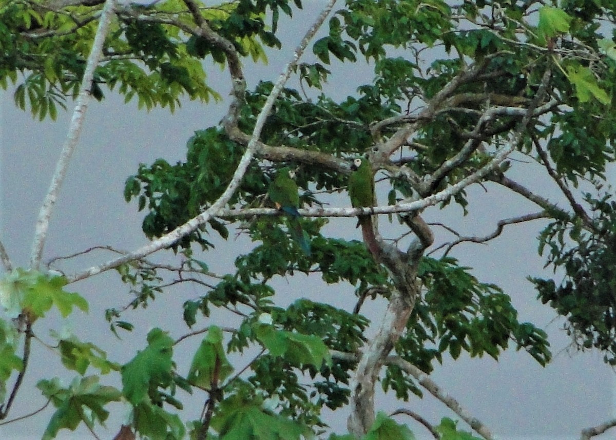 Chestnut-fronted Macaw - Carlos Otávio Gussoni