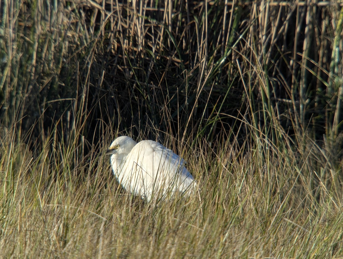 Snowy Egret - ML643912825