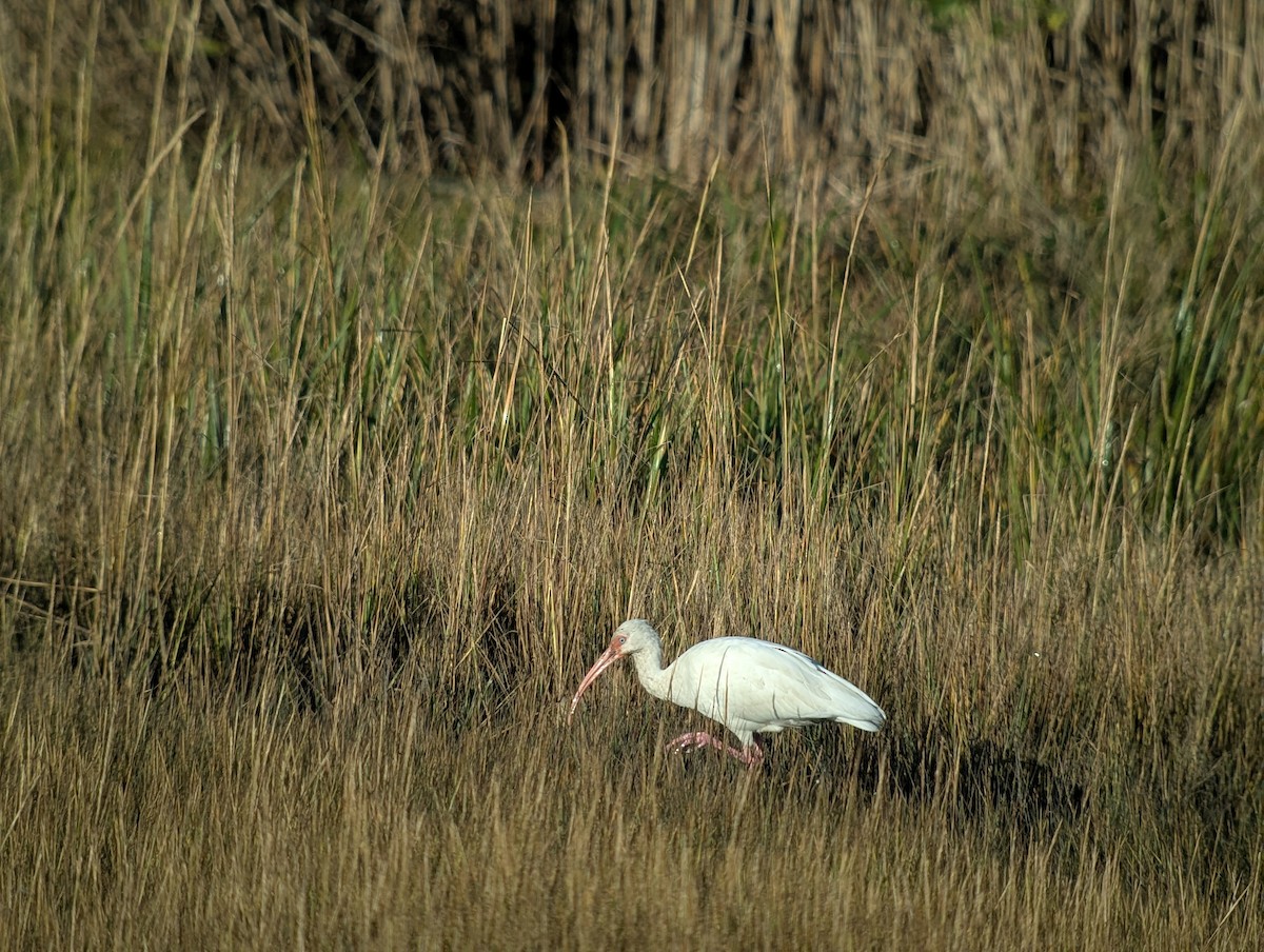 White Ibis - ML643912832
