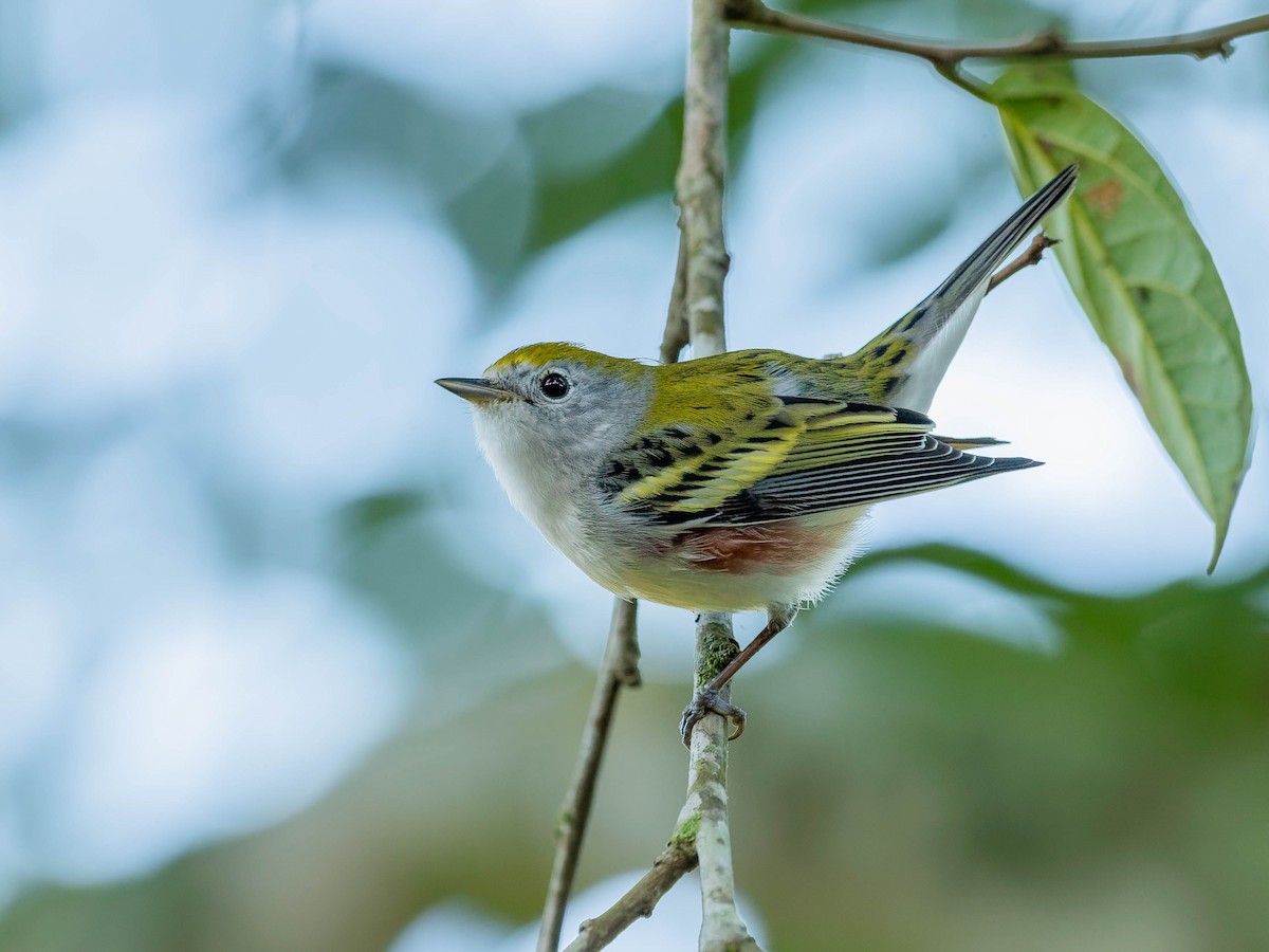 Chestnut-sided Warbler - ML643912844