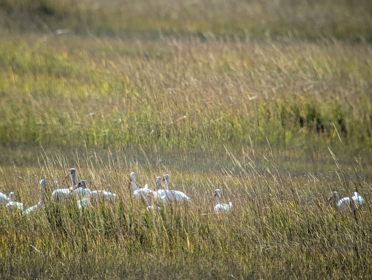 White Ibis - ML643912851