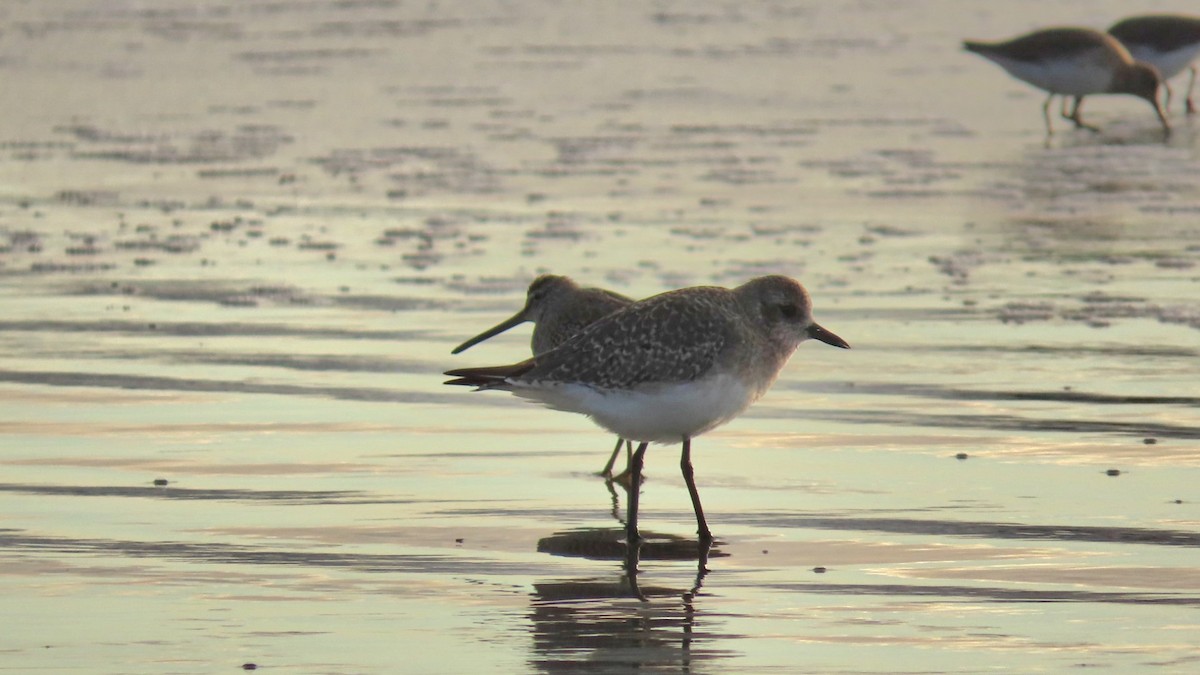 Short-billed Dowitcher - ML643912860