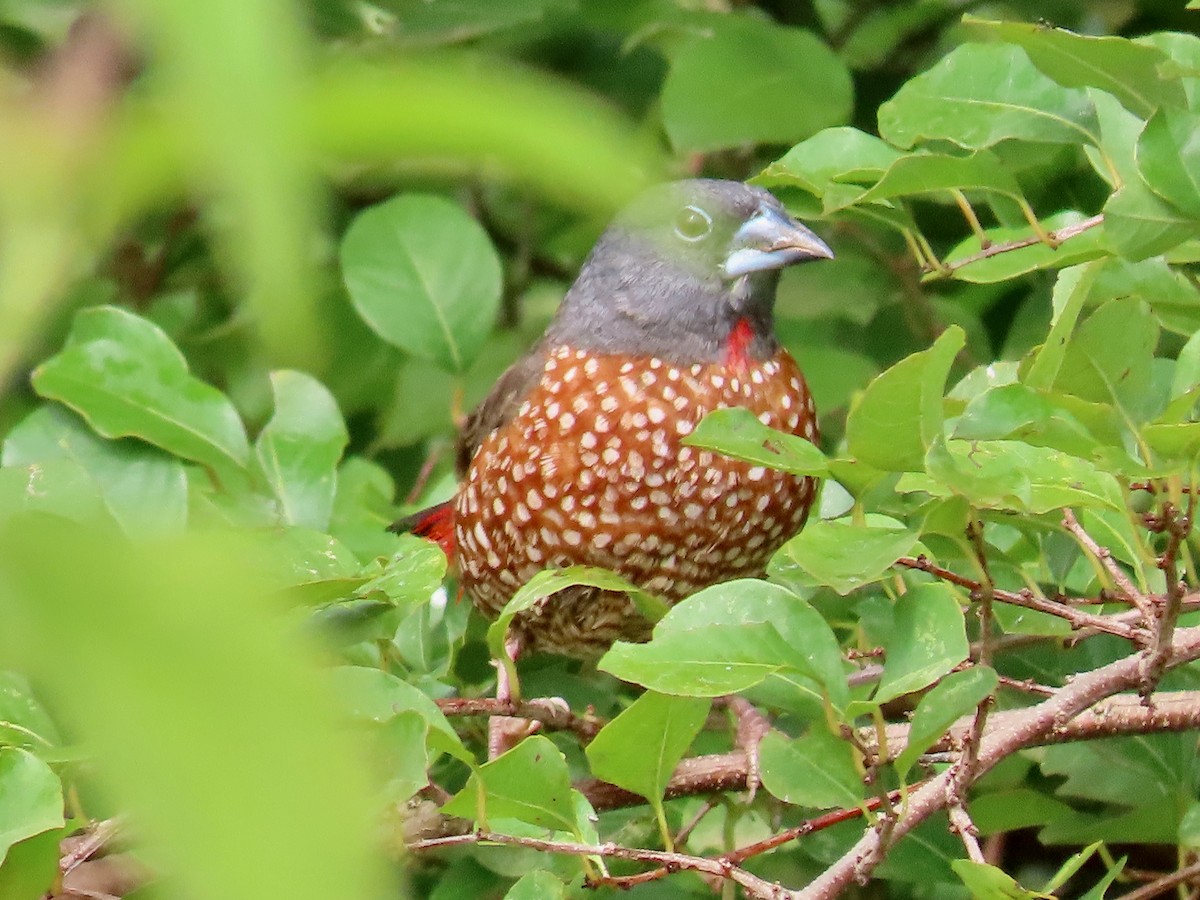 Brown Twinspot - ML643912863