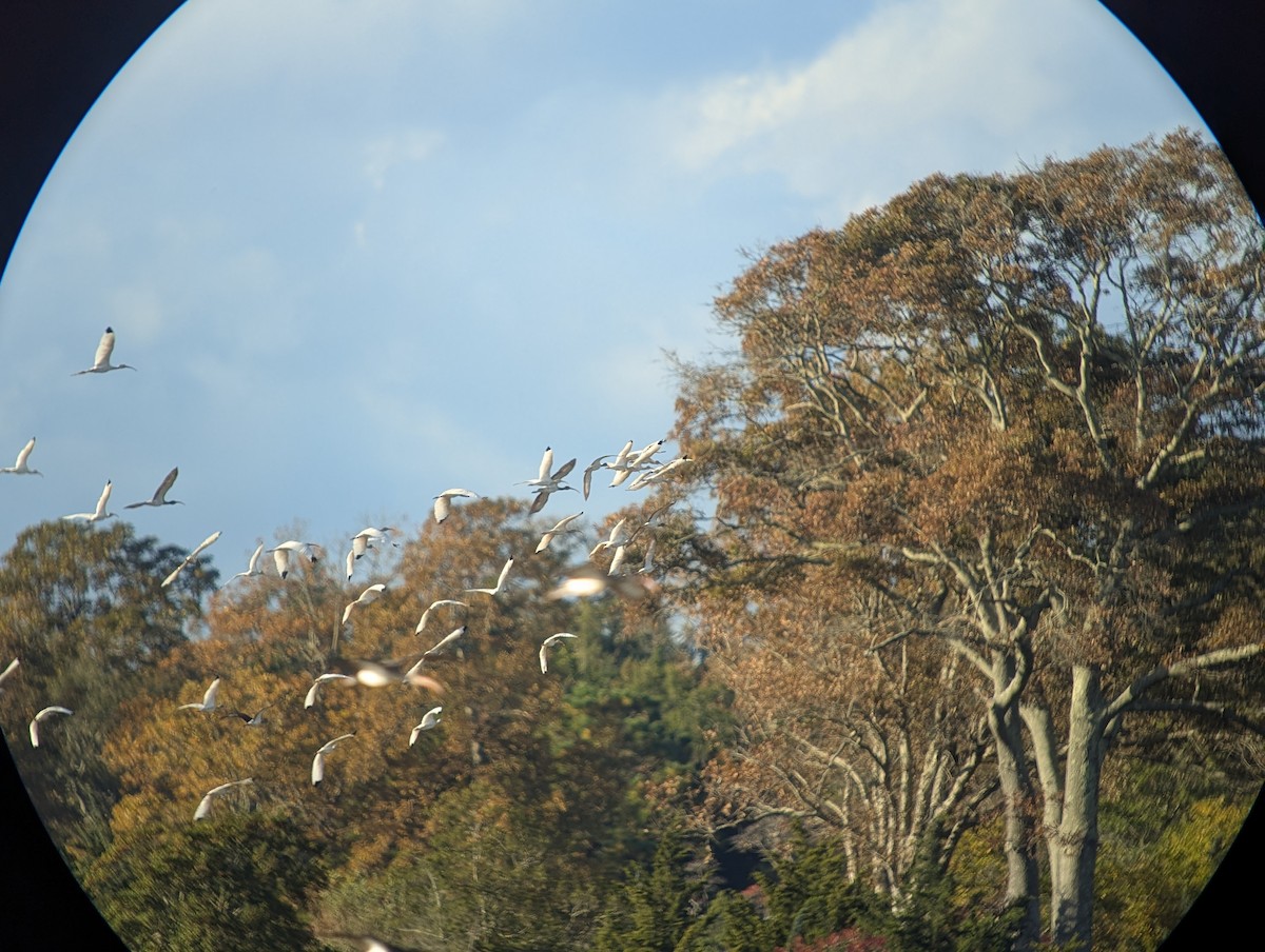 White Ibis - ML643912865