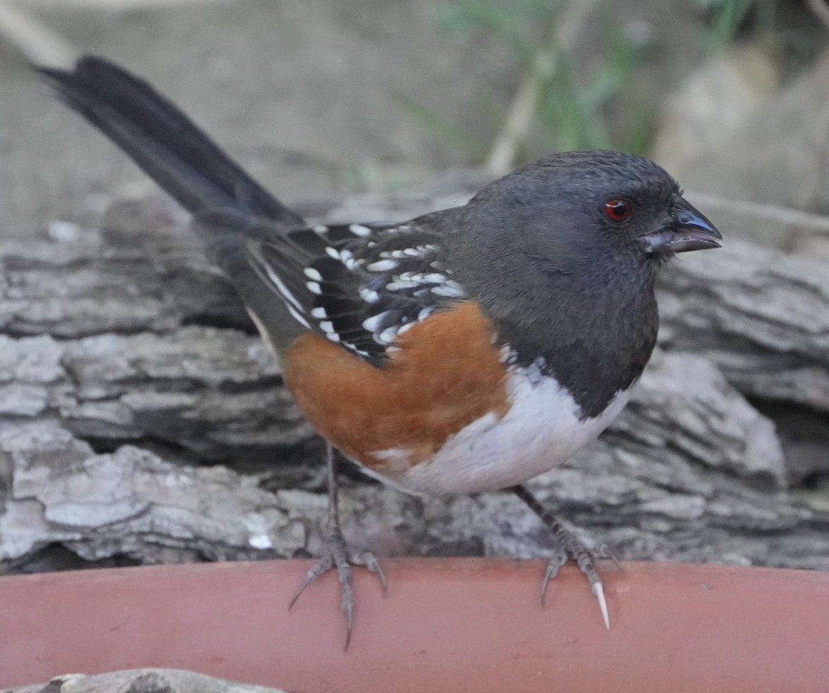 Spotted Towhee - ML643912892