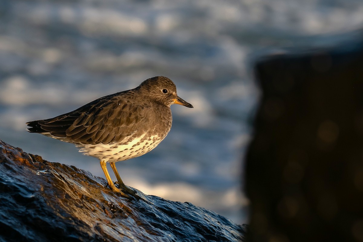 Surfbird - ML643912898