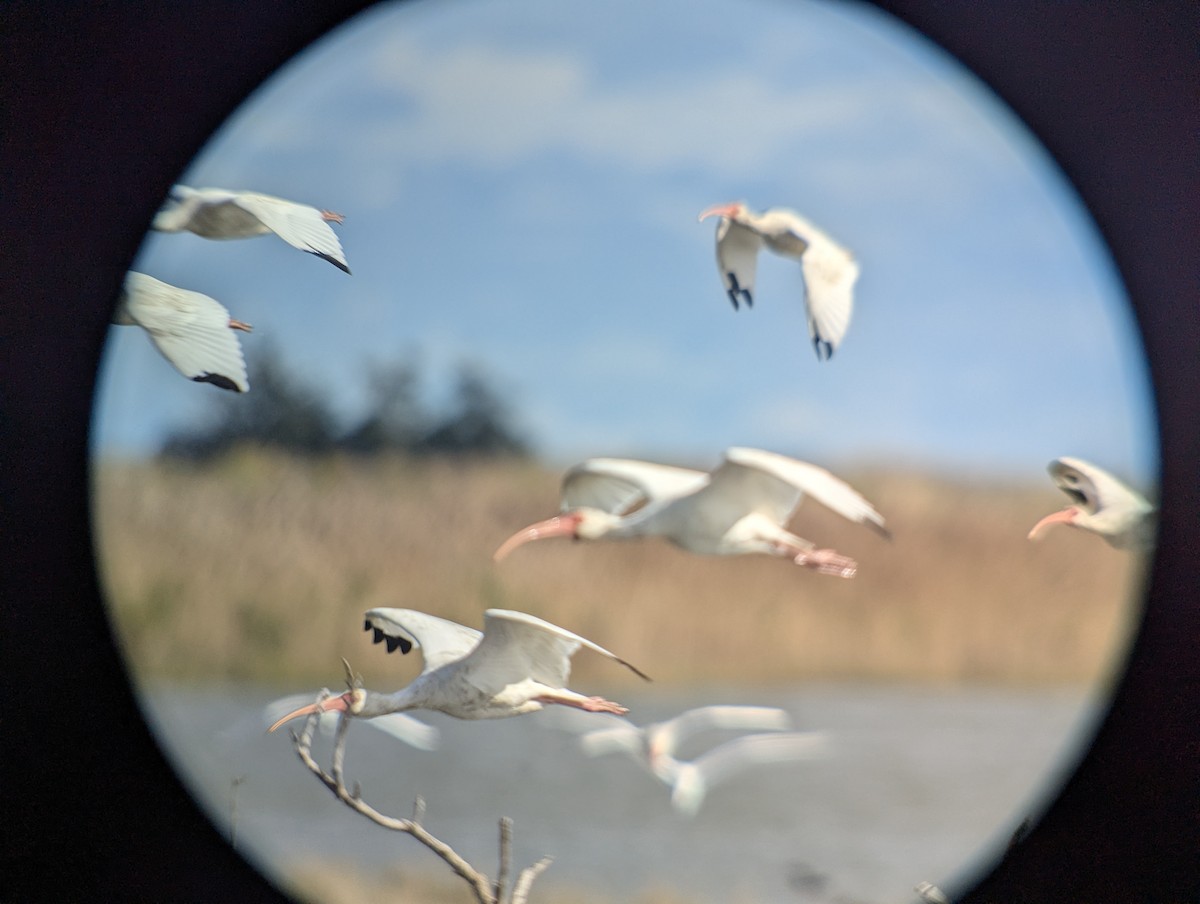 White Ibis - ML643912907