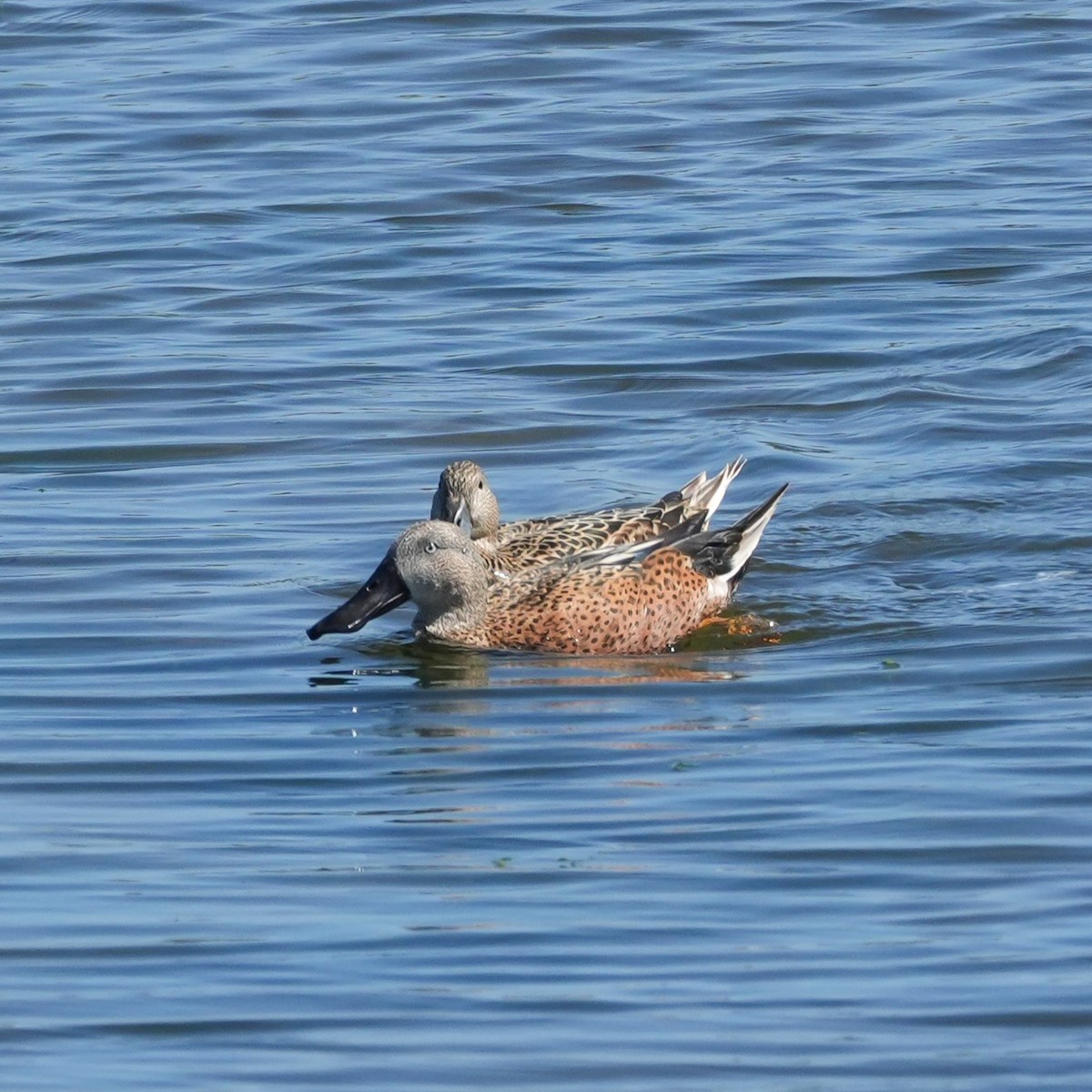 Red Shoveler - ML643912913