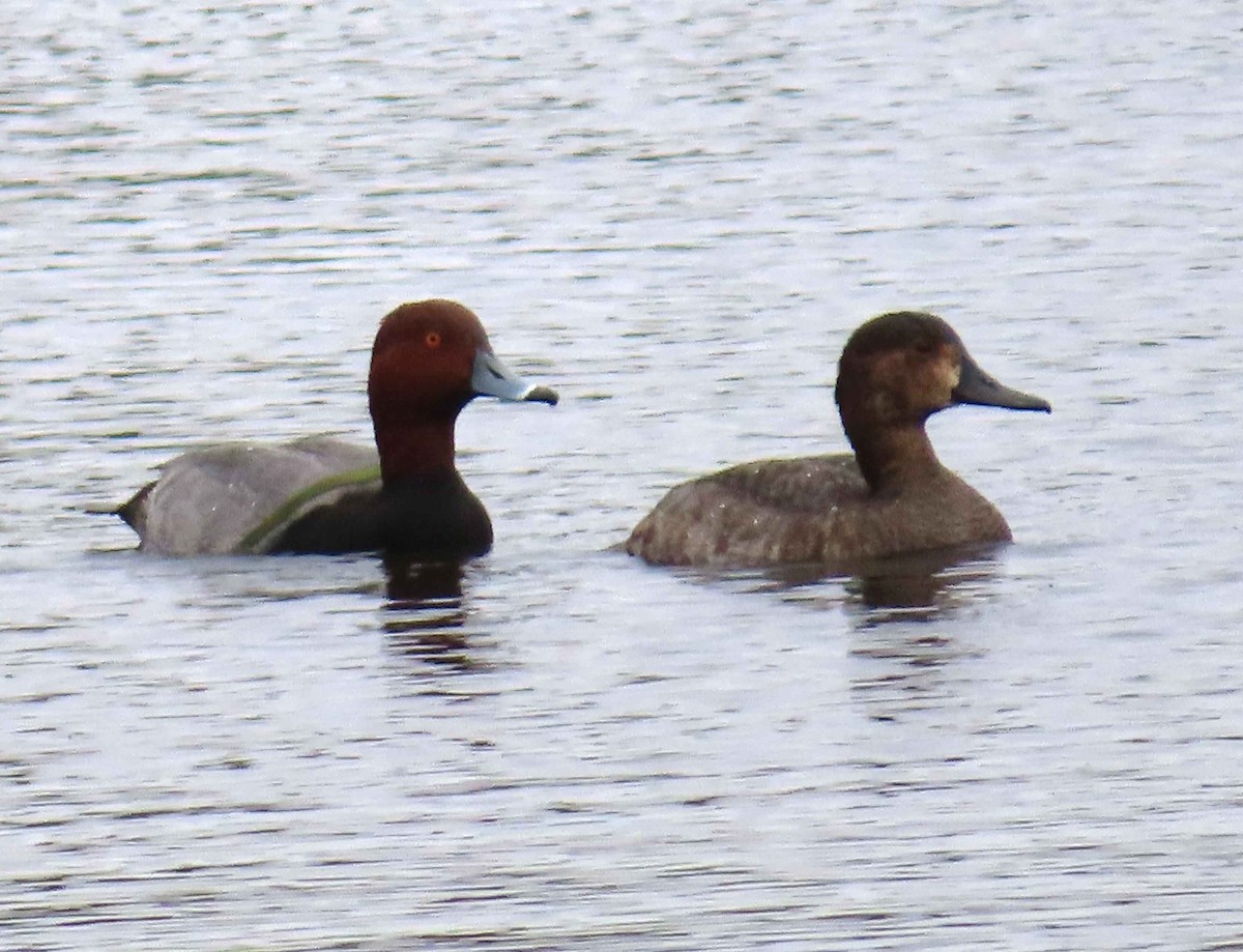 Redhead - ML643912916