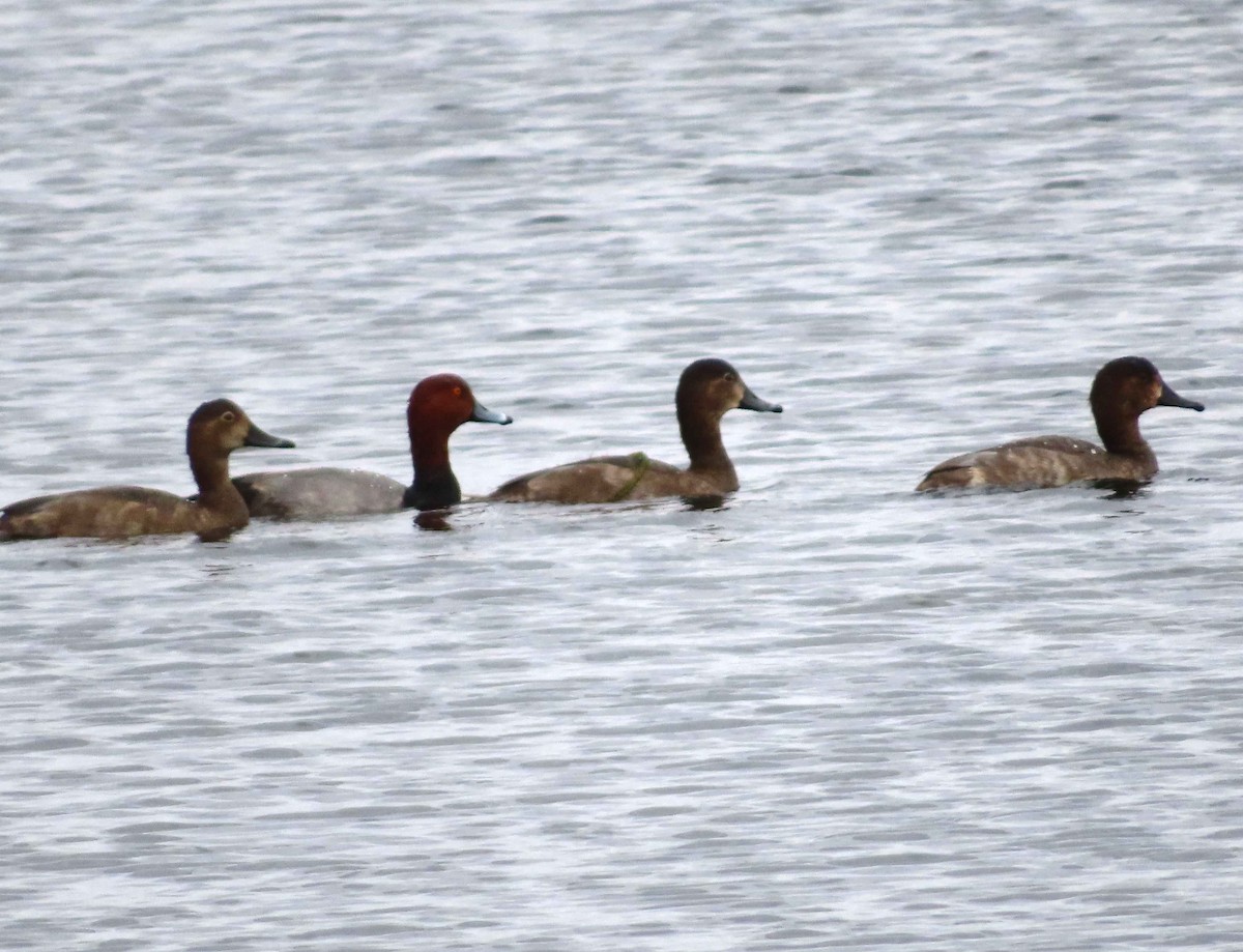 Redhead - ML643912917