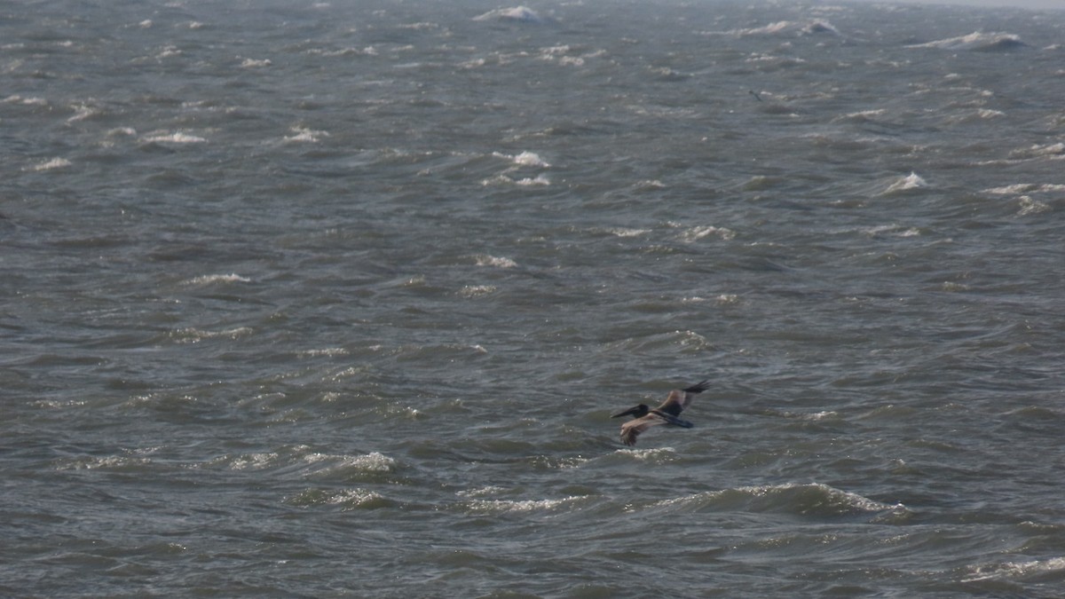 Brown Pelican - ML643912923