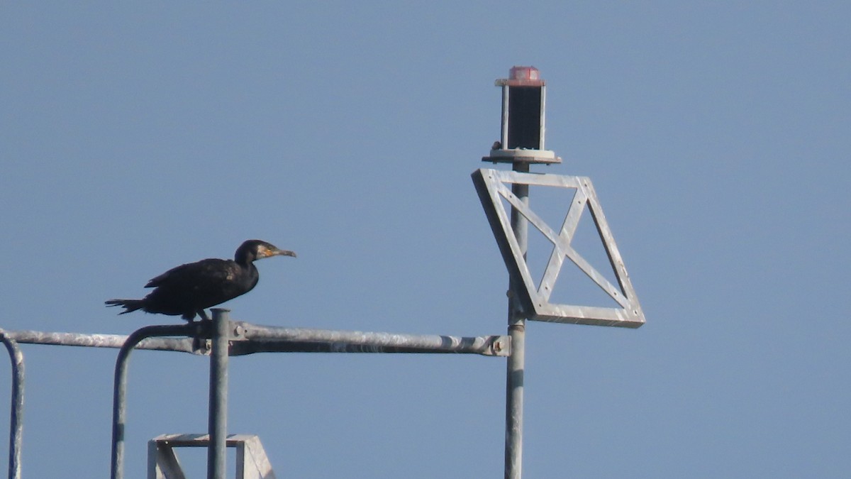 Great Cormorant - ML643912940
