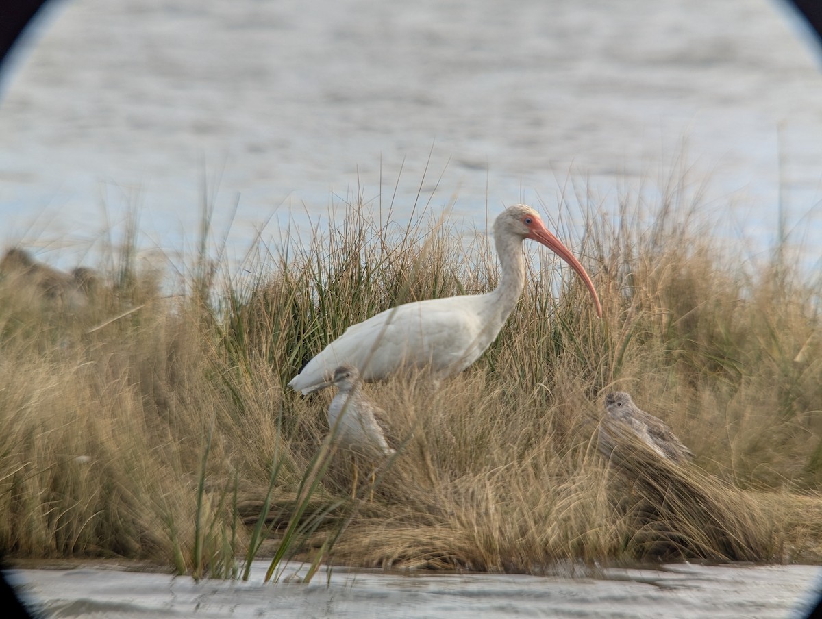 White Ibis - ML643912945