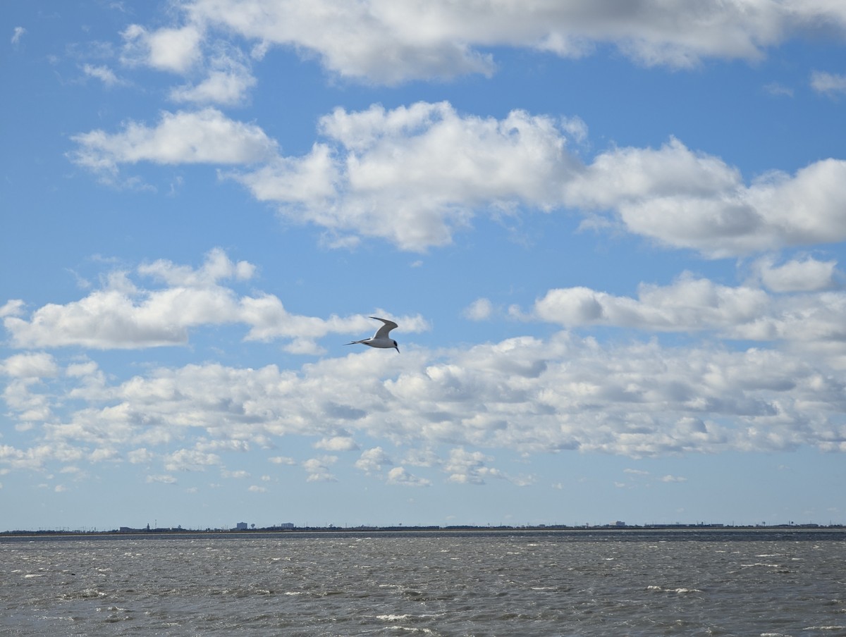 Forster's Tern - ML643912957