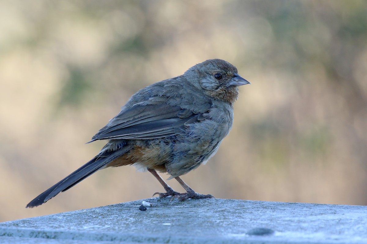 California Towhee - ML643912971