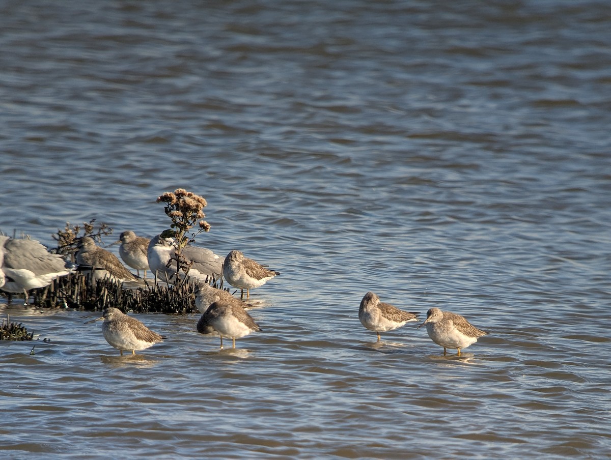 Lesser Yellowlegs - ML643913014