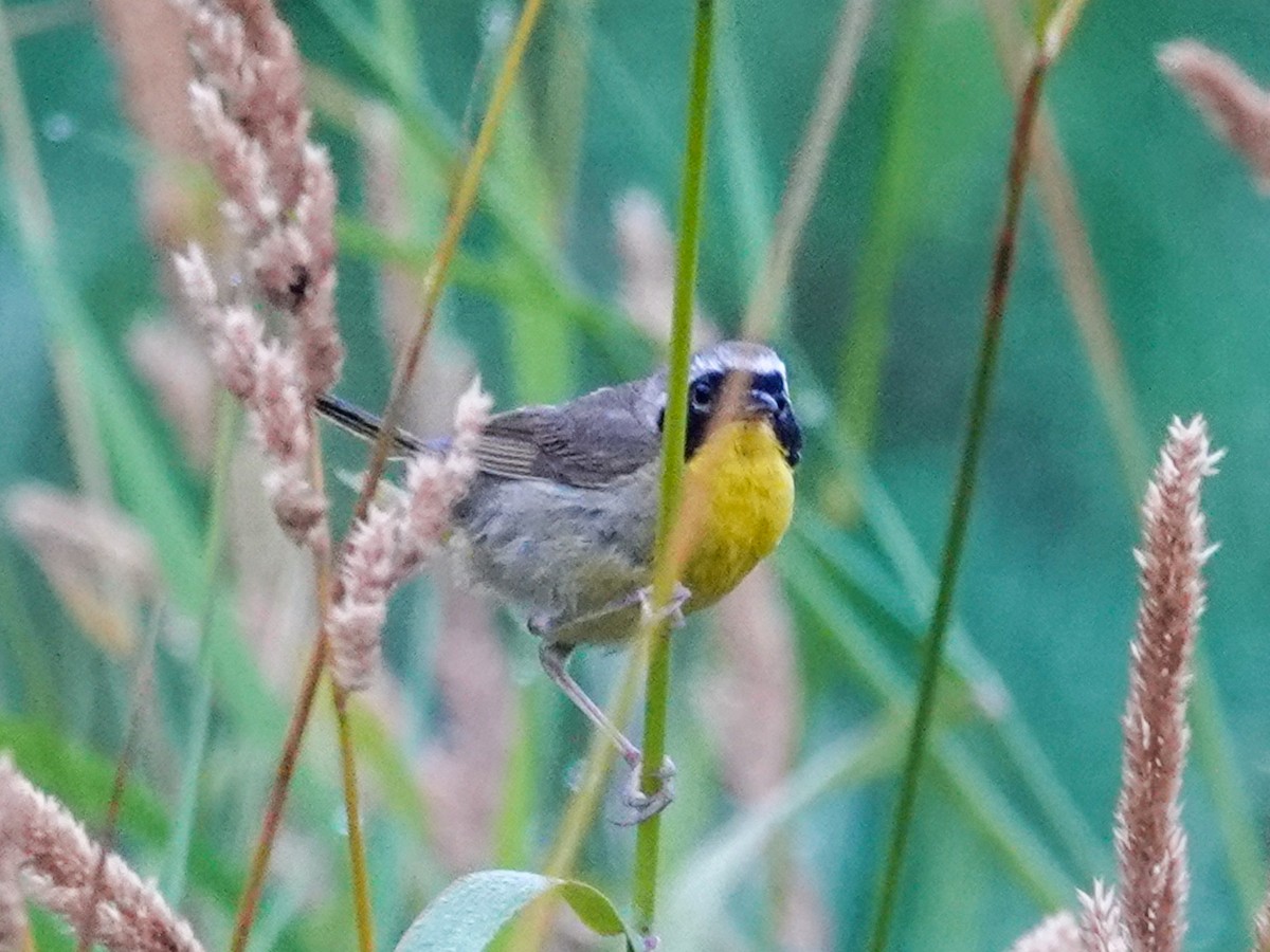 Common Yellowthroat - ML643913021