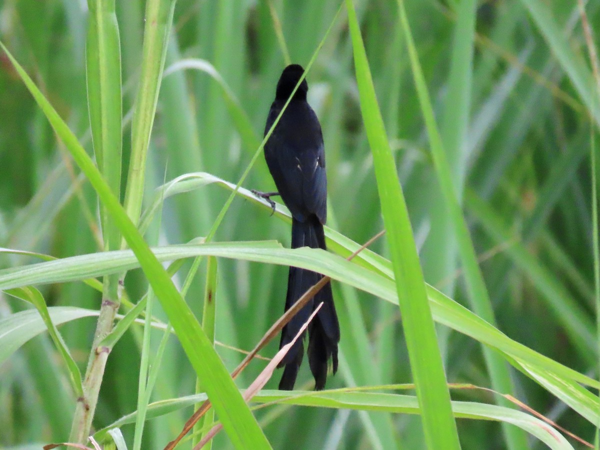 Red-collared Widowbird - ML643913034