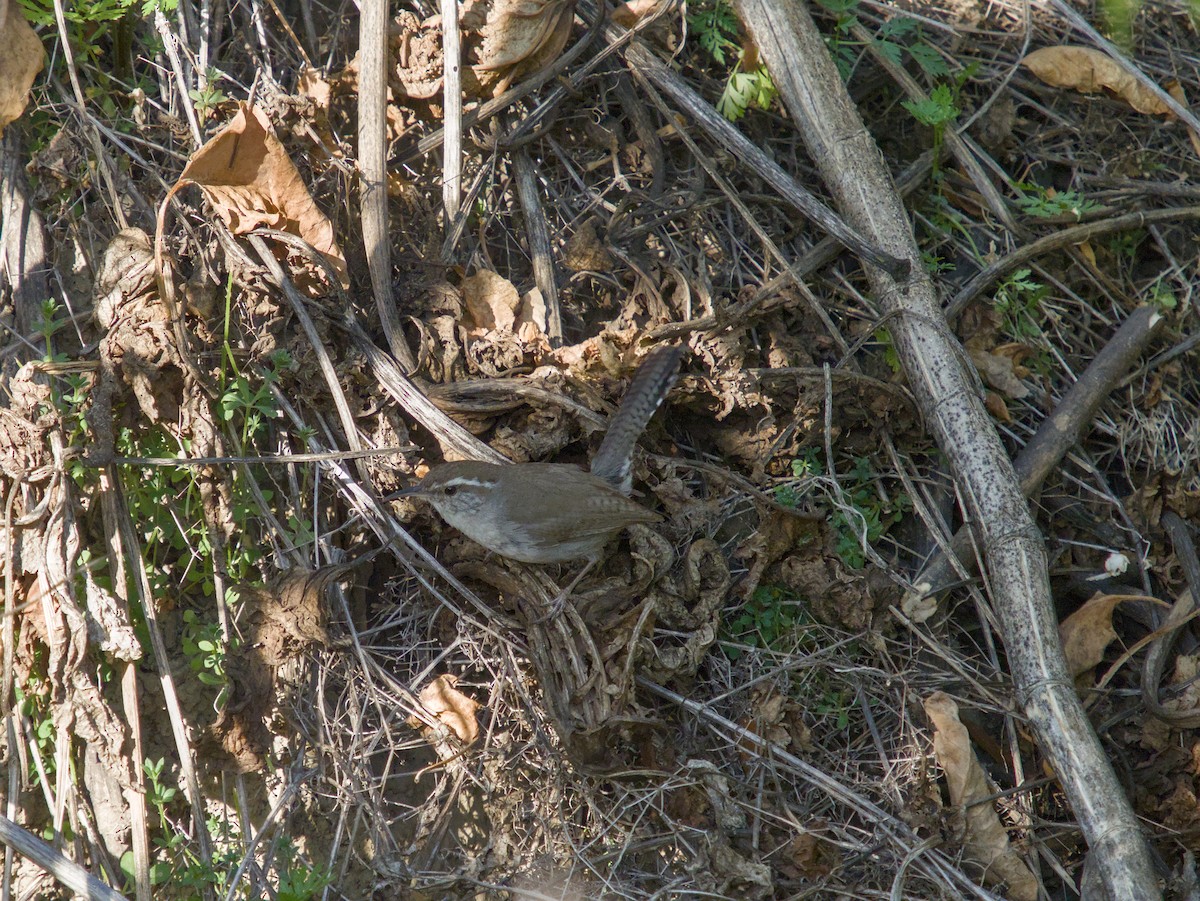 Troglodyte de Bewick - ML643913092