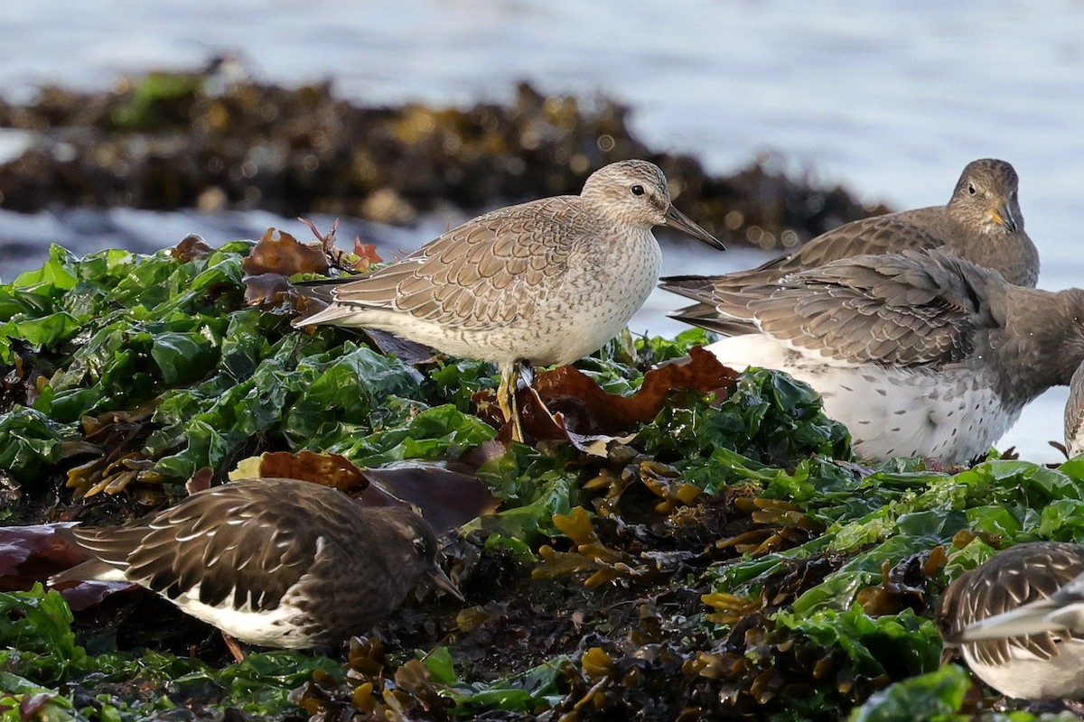 Red Knot - ML643913121