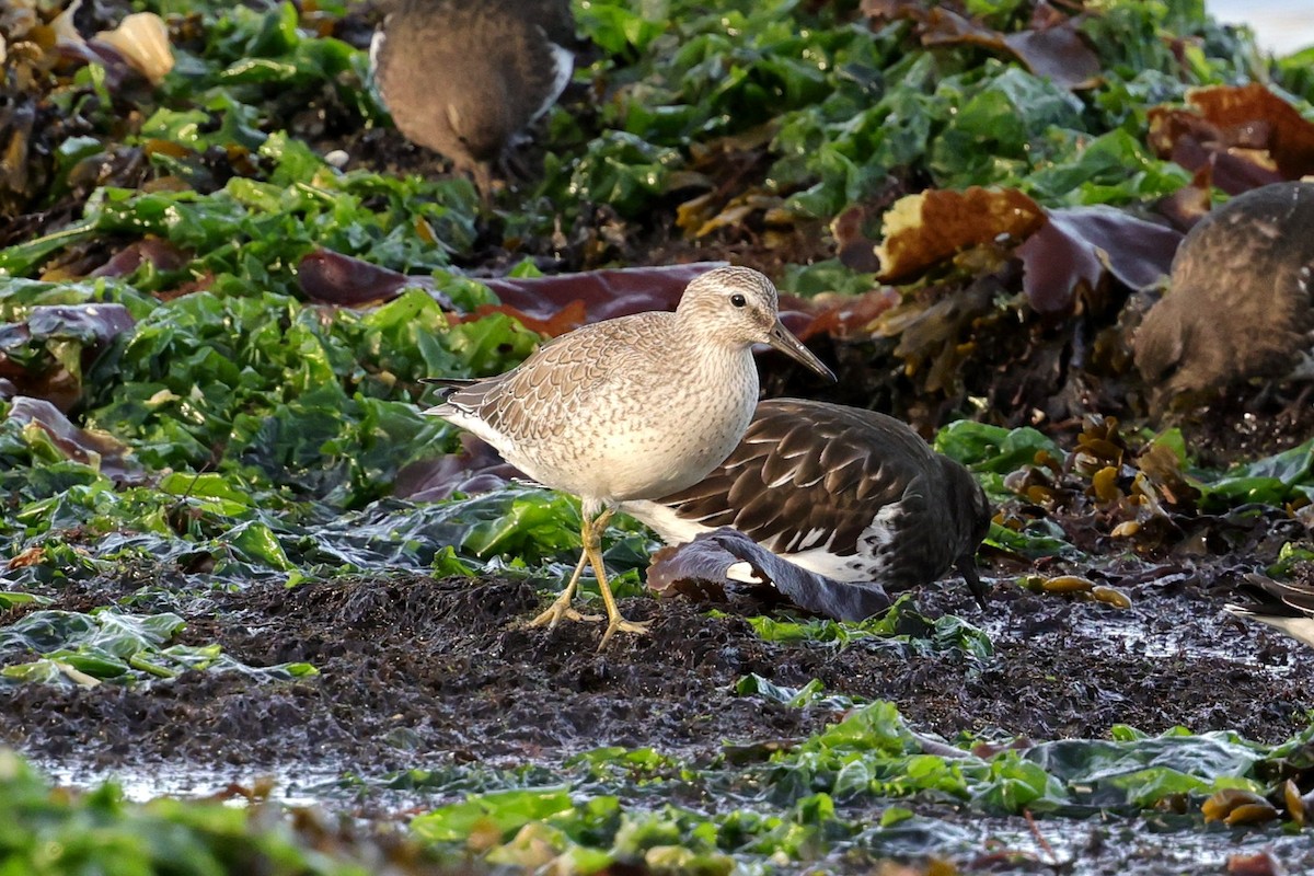 Red Knot - ML643913122