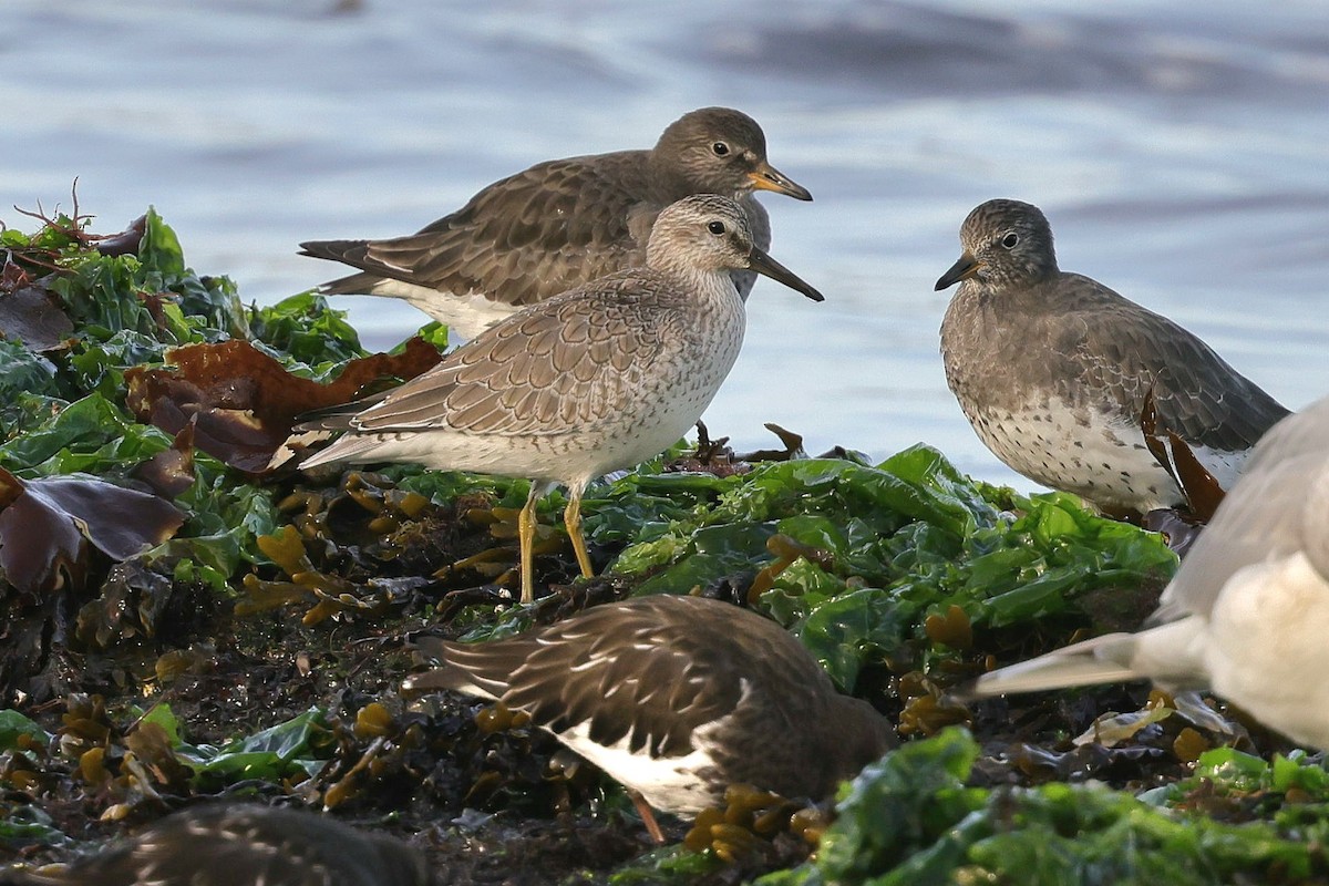 Red Knot - ML643913123