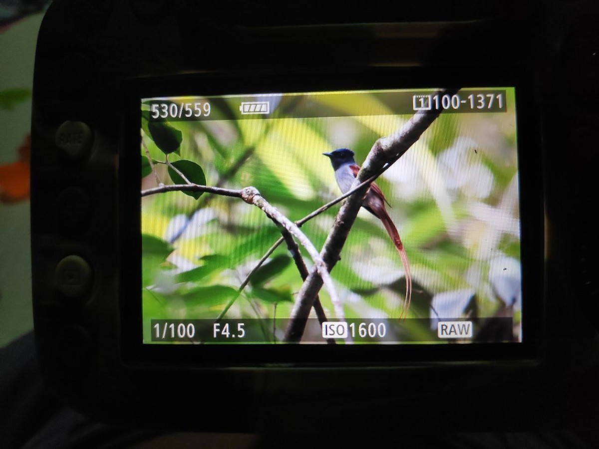 Amur/Blyth's Paradise-Flycatcher - ML643913136