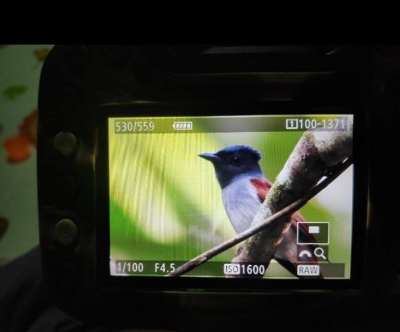 Amur/Blyth's Paradise-Flycatcher - ML643913137