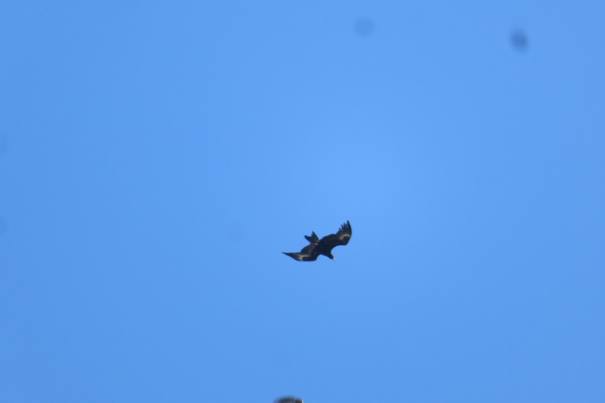 Wedge-tailed Eagle - ML643913140