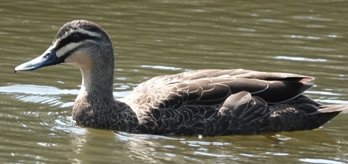 Canard à sourcils - ML643913159