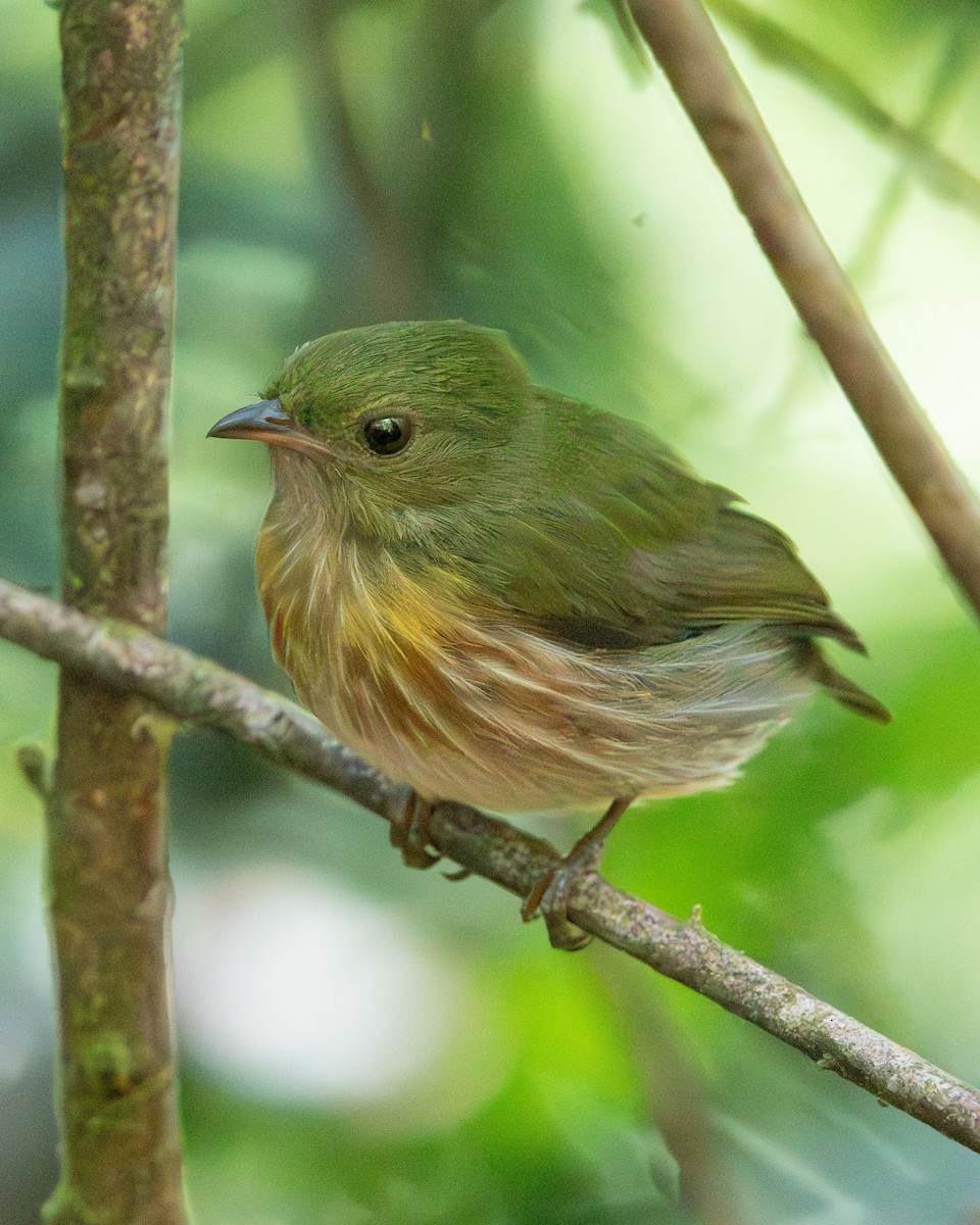 Striolated Manakin - ML643913179